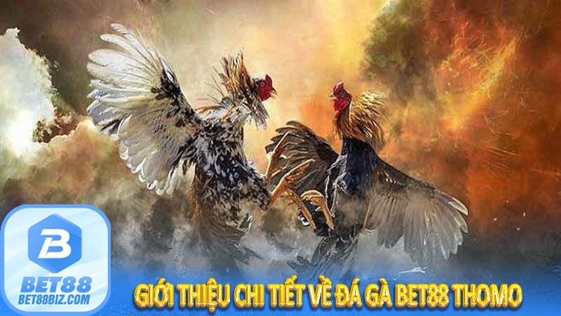 Giới thiệu chi tiết về đá gà Bet88 thomo